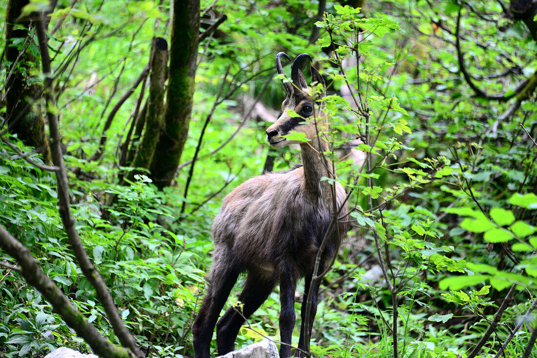 Chamois in the forest, Bavaria, Germany