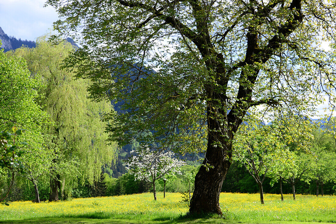 Spring near Brunn on Samerberg, Chiemgau, Upper Bavaria, Bavaria, Germany