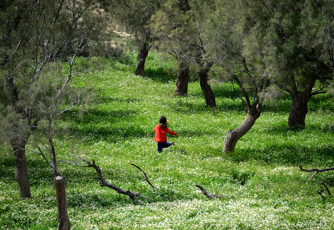 Oasis near Mizpe Ramon, Desert of Negev, South-Israel, Israel