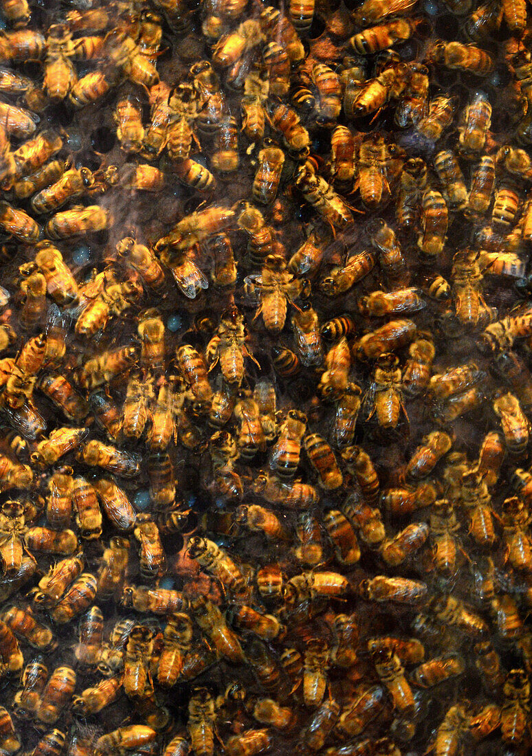 Honeybees in Bumblebee museum, Arava,  Desert of Negev, South-Israel, Israel