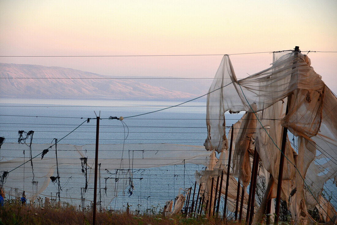 Felderabdeckung am Nordufer, See Genezareth in Galiläa, Nord-Israel, Israel