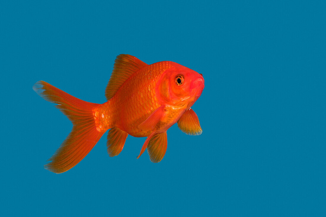Goldfish in blue water, Carassius auratus, captive