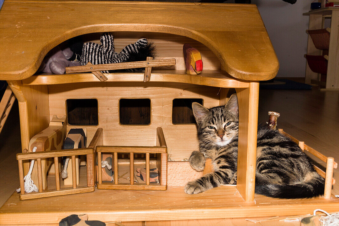 domestic cat resting in dollhouse, Germany