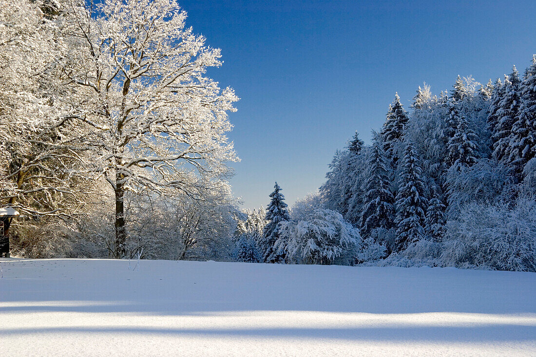 Bäume in Winterlandschaft, Oberbayern, Deutschland
