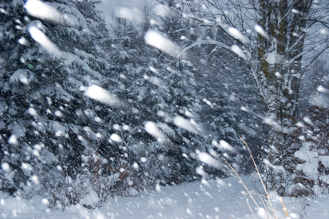 driving snow snowfall in wintery forest Bavaria Germany