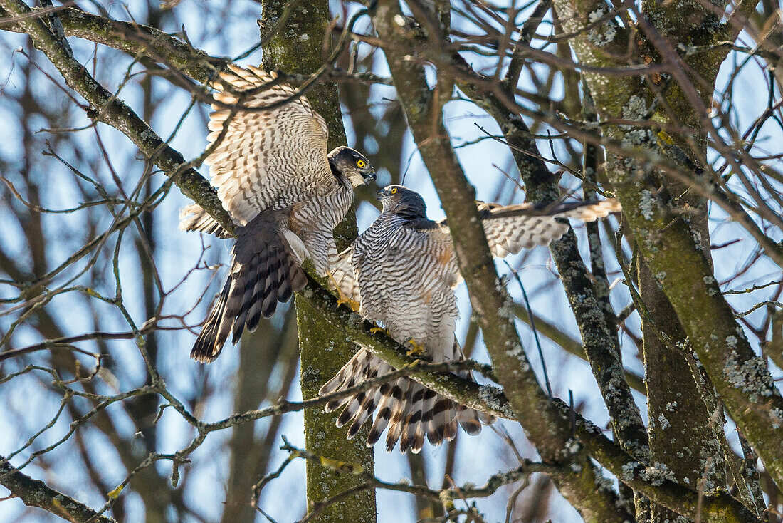 Sparrowhawk pair in late winter, Accipiter nisus, males fighting, Upper Bavaria, Germany, Europe