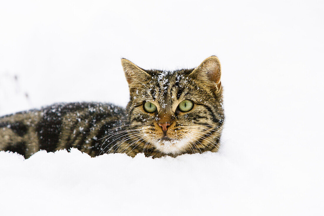 Domestic cat in snow, male, Germany