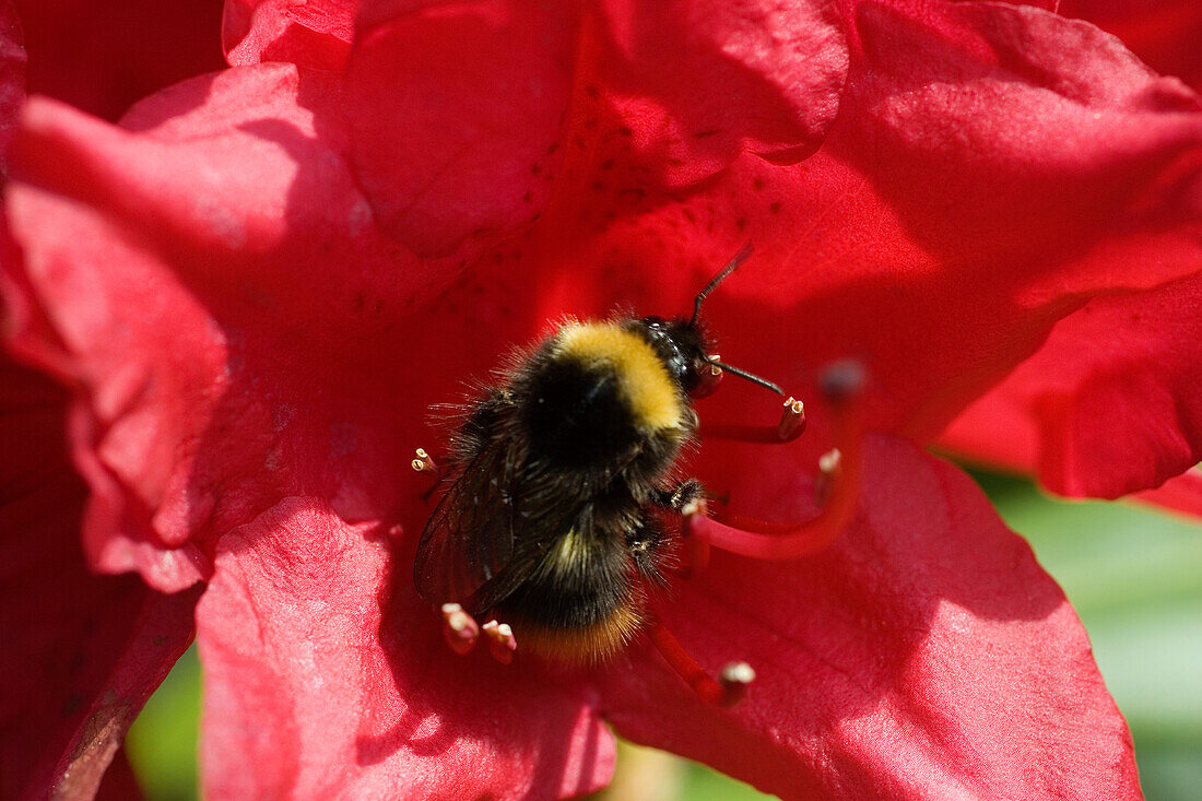 Bumble Bee, Bombus spec. on Rhododendron flower, Bavaria, Germany