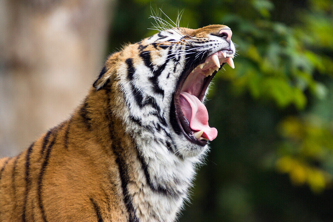 Sibirischer Tiger gähnt, Panthera tigris altaica, Zoo