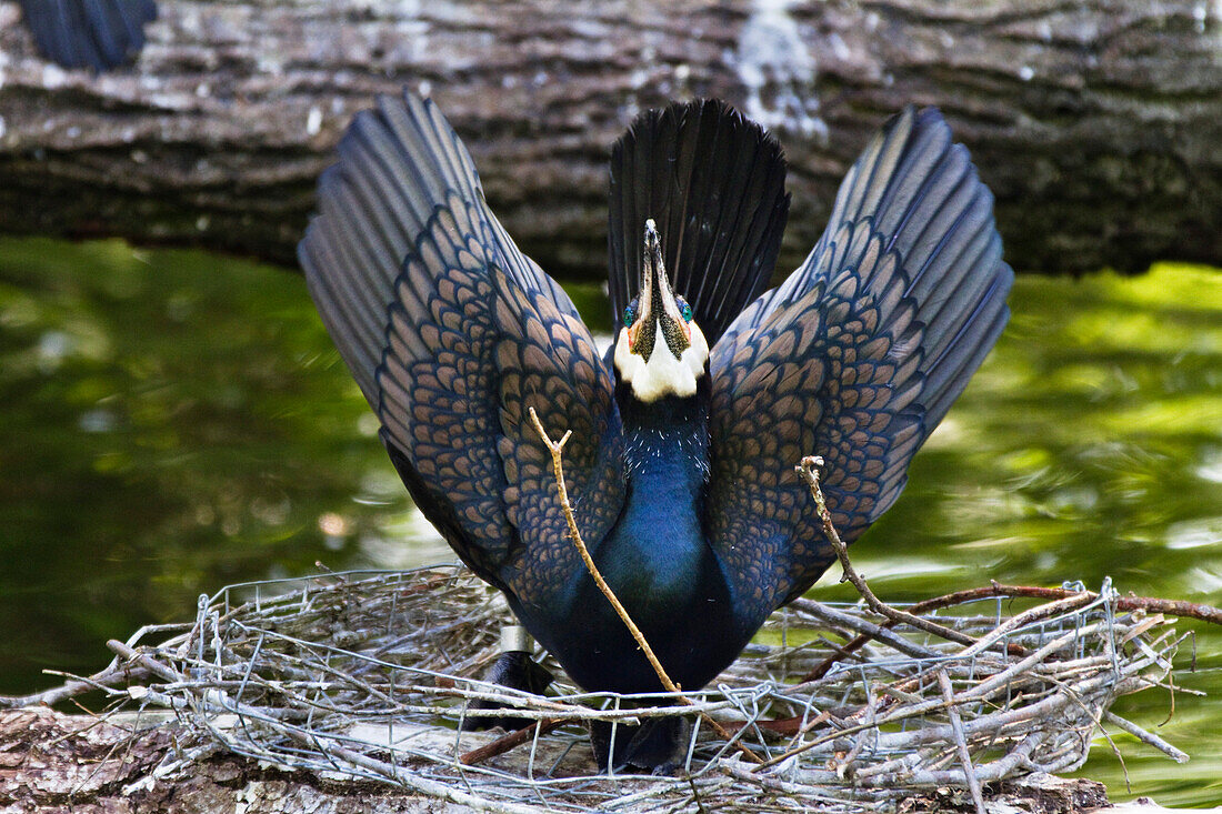 Cormorant, courtship display on nest, Phalacrocorax carbo, zoo, Germany, captive