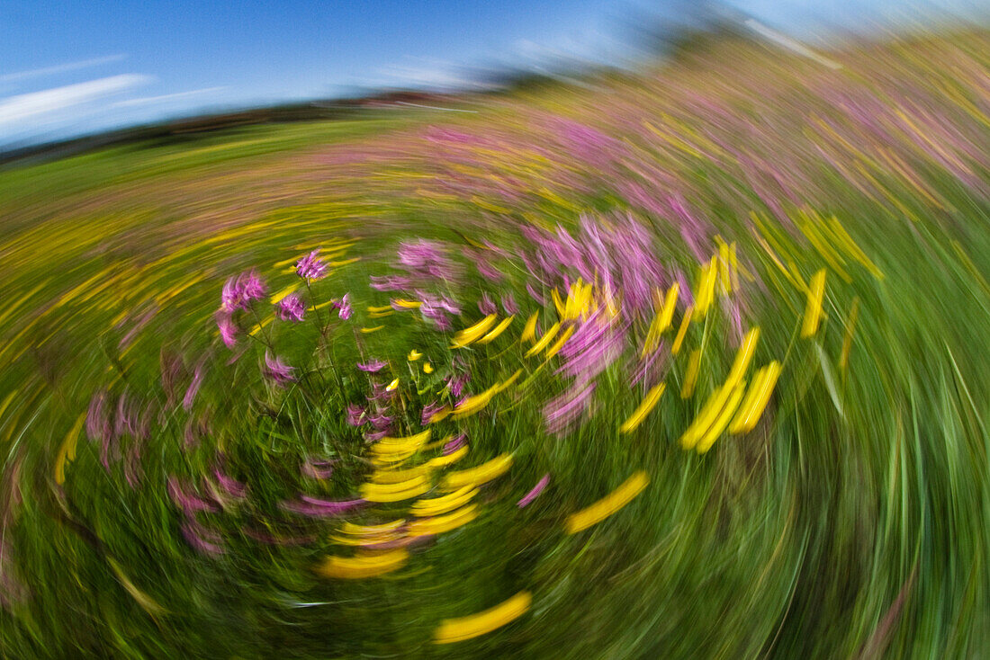 Abstrakte Blumenwiese mit Hahnenfuß und Kuckuckslichtnelken, Ranunculus acris, Lychnis flos-cuculi, abstrakt, Oberbayern, Deutschland, Europa