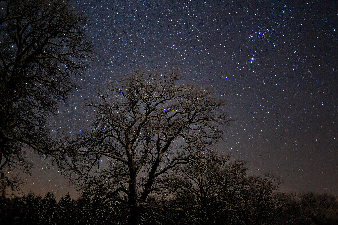 winterliche Eiche mit Sternenhimmel, Oberbayern, Deutschland