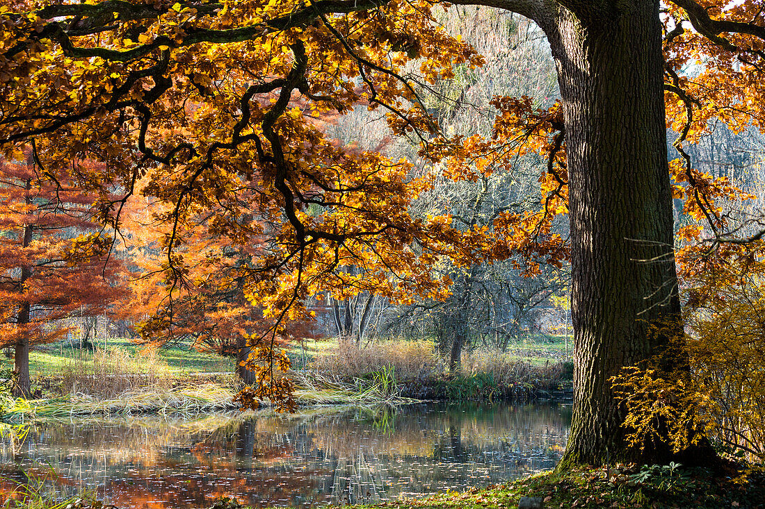 Oaktree in autumn, Quercus robur, Upper Bavaria, Germany, Europe