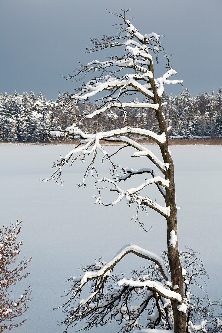 Dürre Kiefer im Schnee, Winterlandschaft, Osterseen, Oberbayern, Deutschland