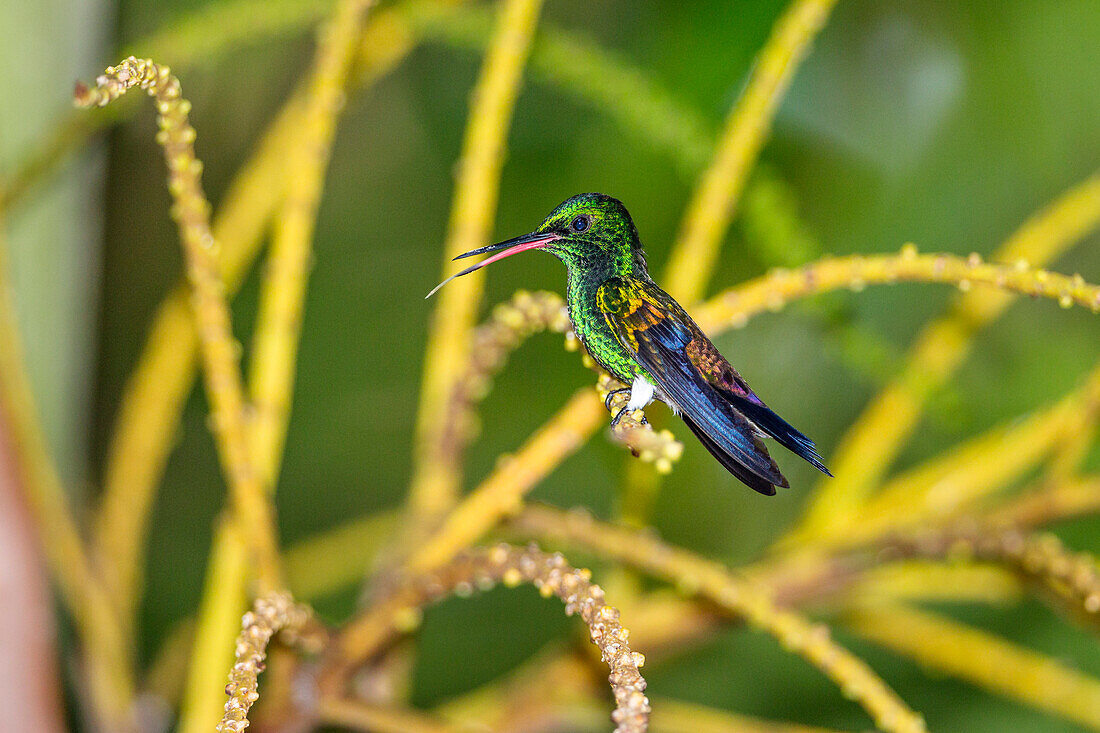 Kolibri, Kupferbürzelamazilie, Männchen, Saucerottia tobaci, Tobago, West Indies, Südamerika