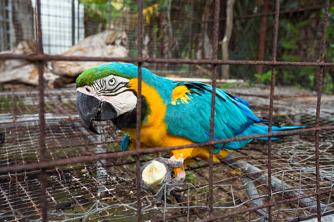 Ararauna im Käfig, Ara ararauna, Tobago, West Indies