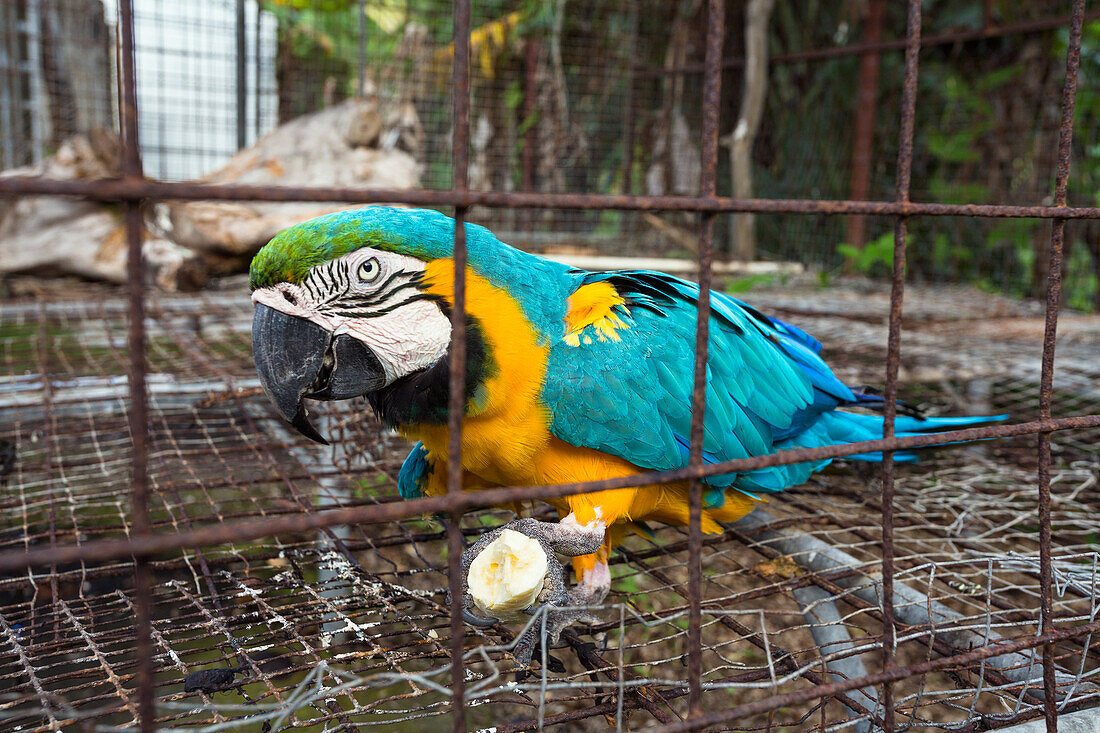 Blue-and-Yellow Macaw in cage, Ara ararauna, Tobago, West Indies, captive