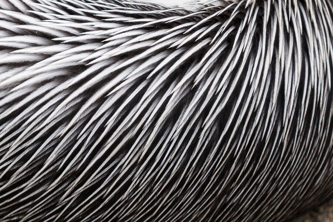 Chile Pelican feathers, Pelecanus occidentalis thagus, Pacific Ocean, coast near Lima, Peru, South America