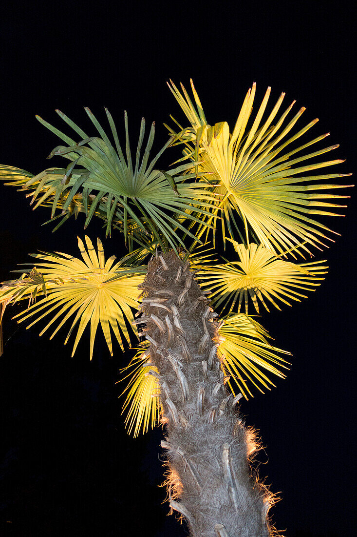 Palme  im Flutlicht, Nacht