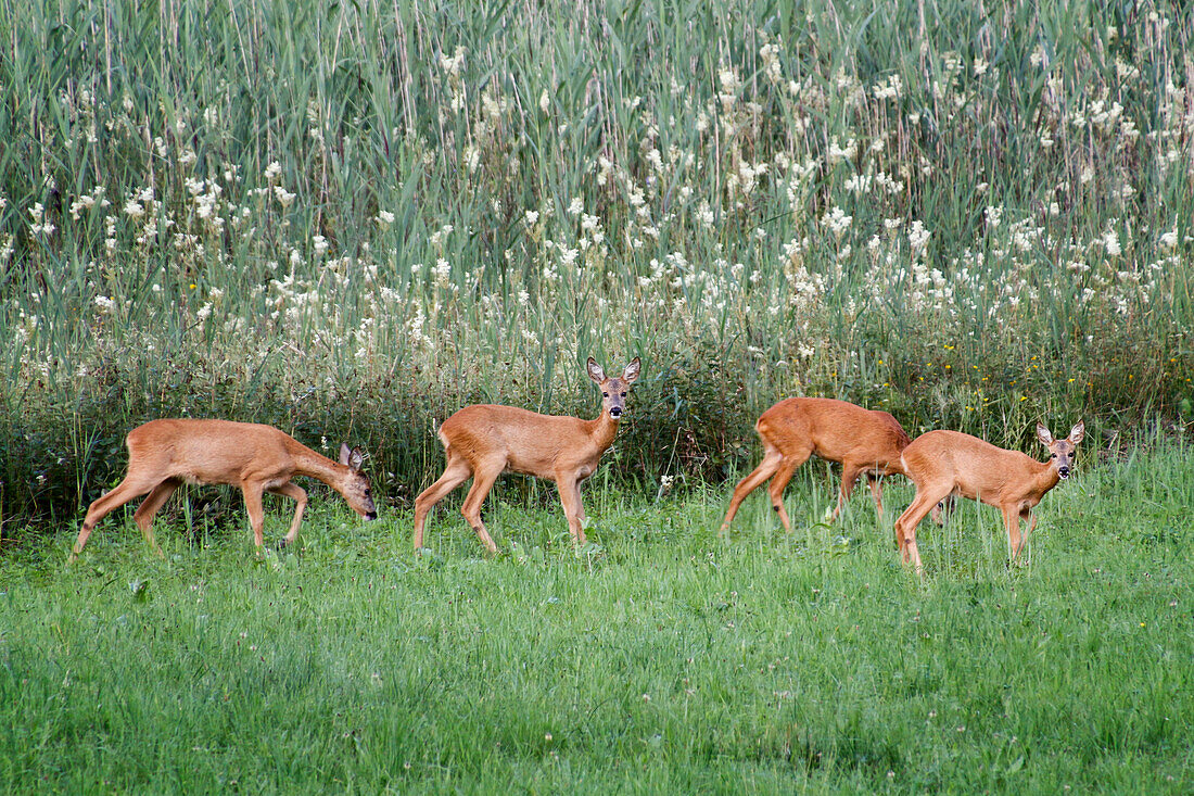 Roe Deer in meadow, female, Capreolus capreolus, Upper Bavaria, Germany, Europe
