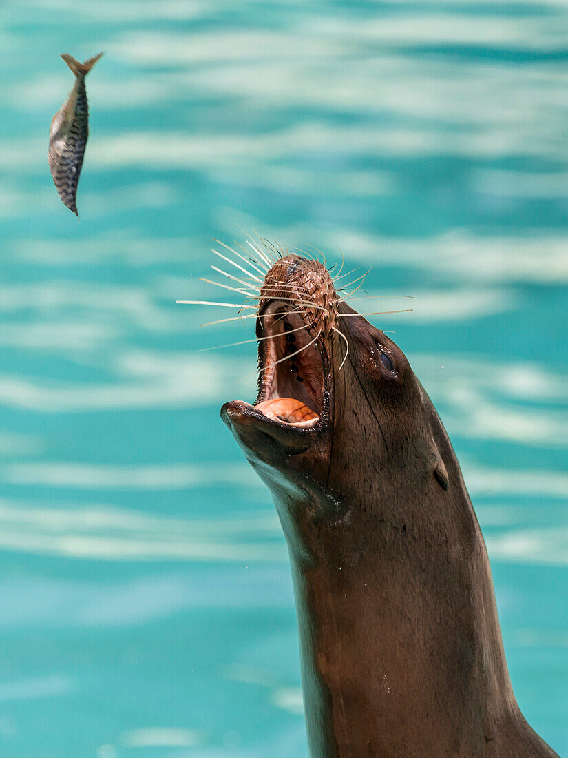 Sealion catching fish, zoo