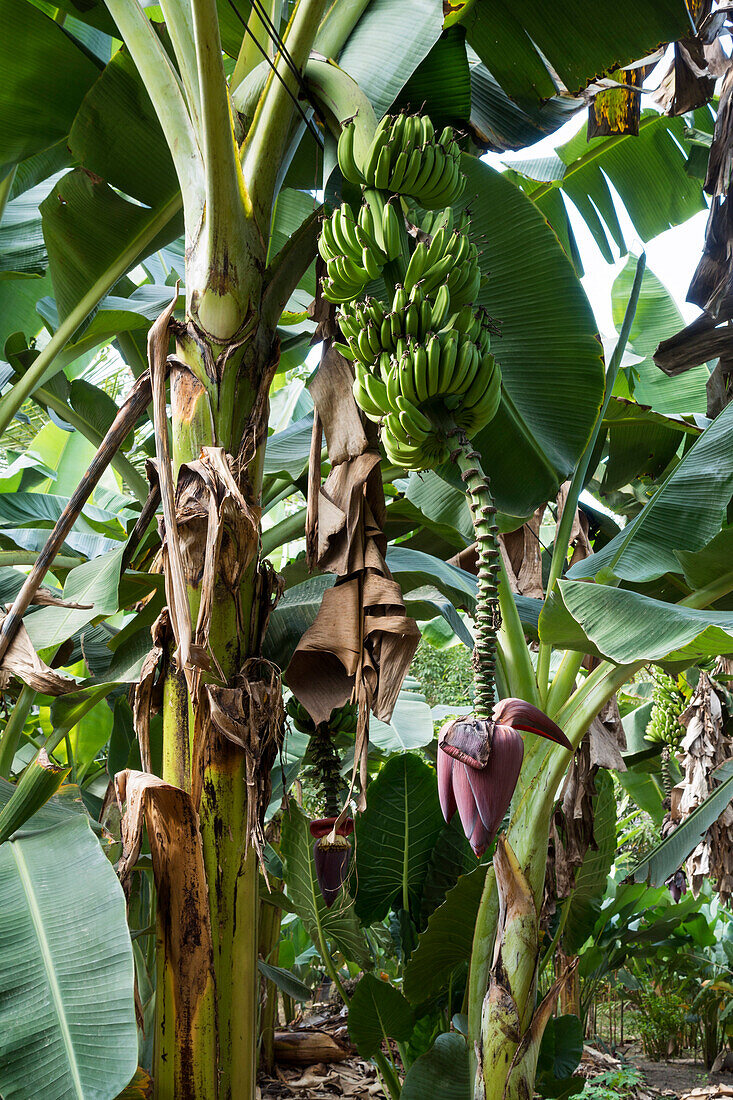 Bananenstaude, Musa spec., Peru
