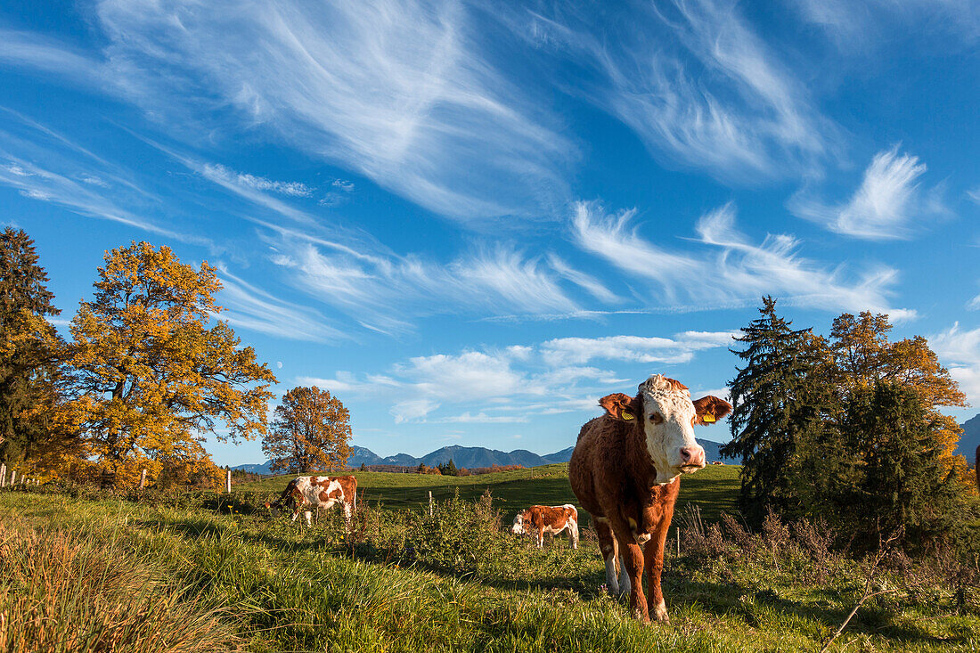 Cows, Aidling hights, Alps, Upper Bavaria, Germany, Europe