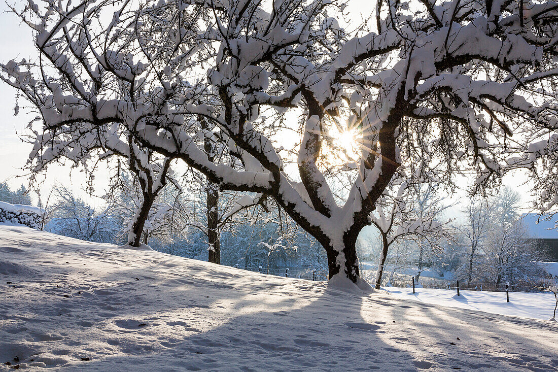 Apfelbaum im Winter, Malus spec., Bayern, Deutschland