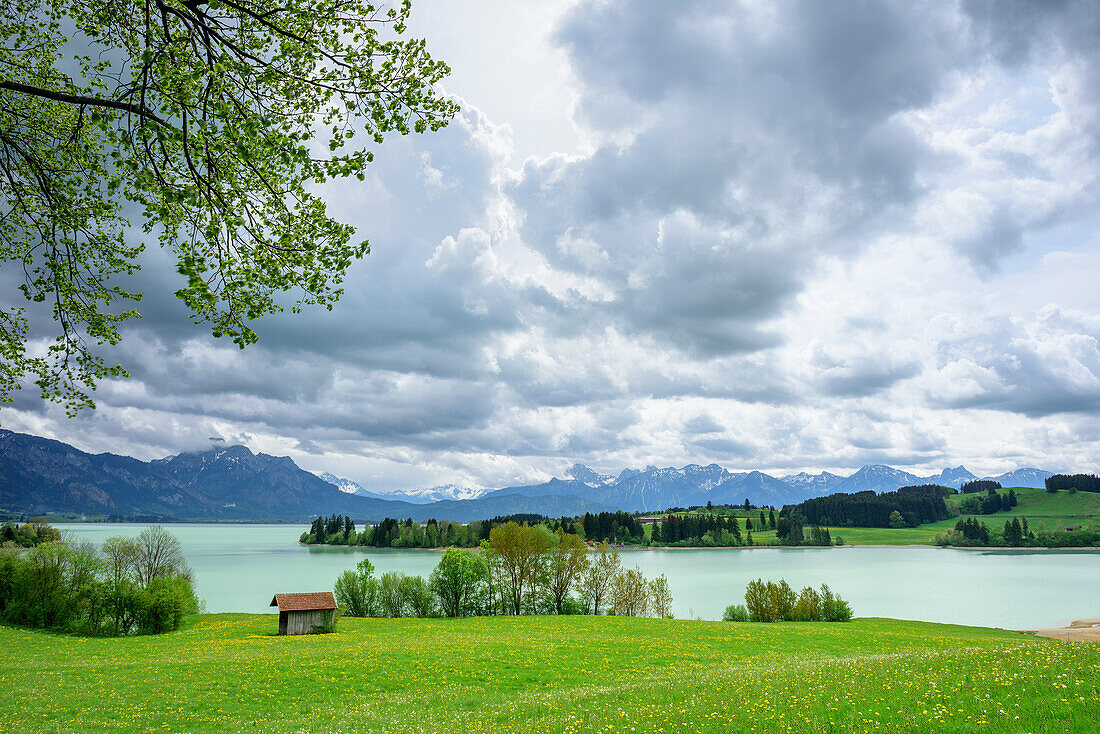 Meadow with flowers above lake Forggensee with view towards Saeuling and Tannheim Mountains, lake Forggensee, Ammergau Alps, Allgaeu, Swabia, Bavaria, Germany