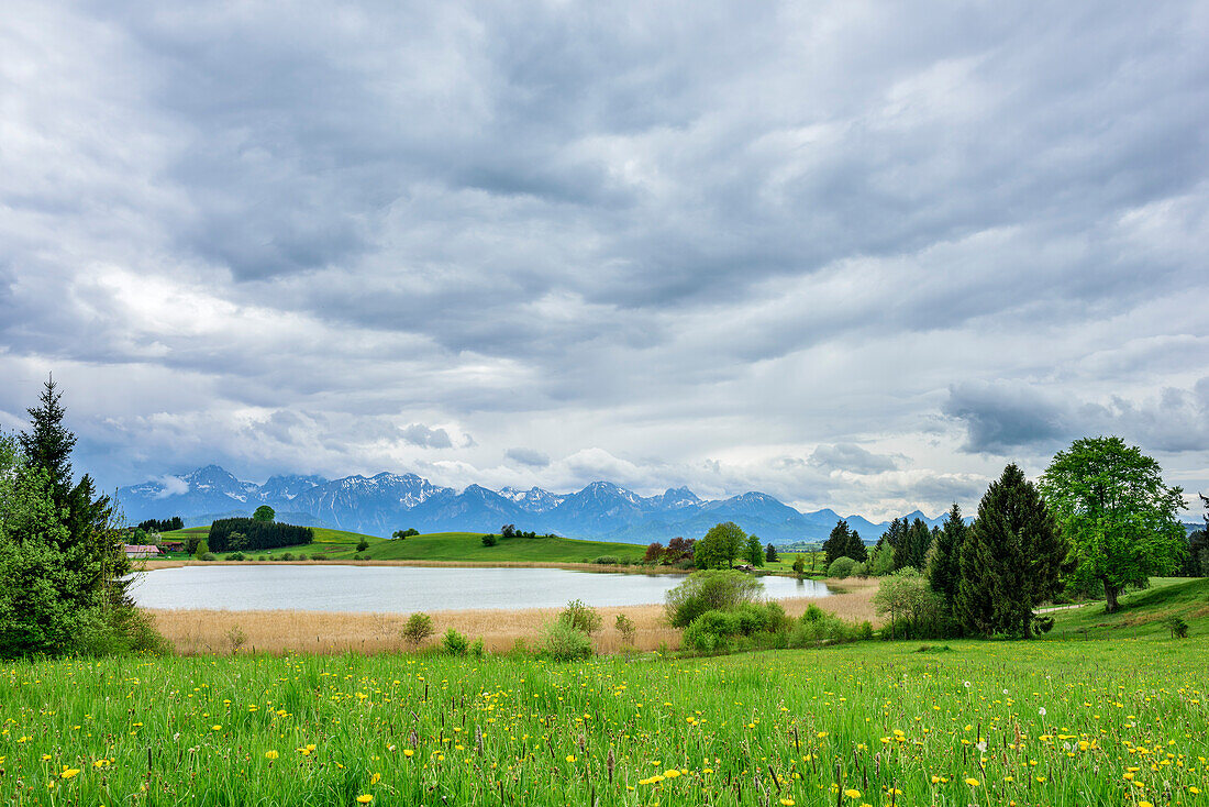 Kleiner See mit Blick auf Tannheimer Berge, Forggensee, Ammergauer Alpen, Allgäu, Schwaben, Bayern, Deutschland