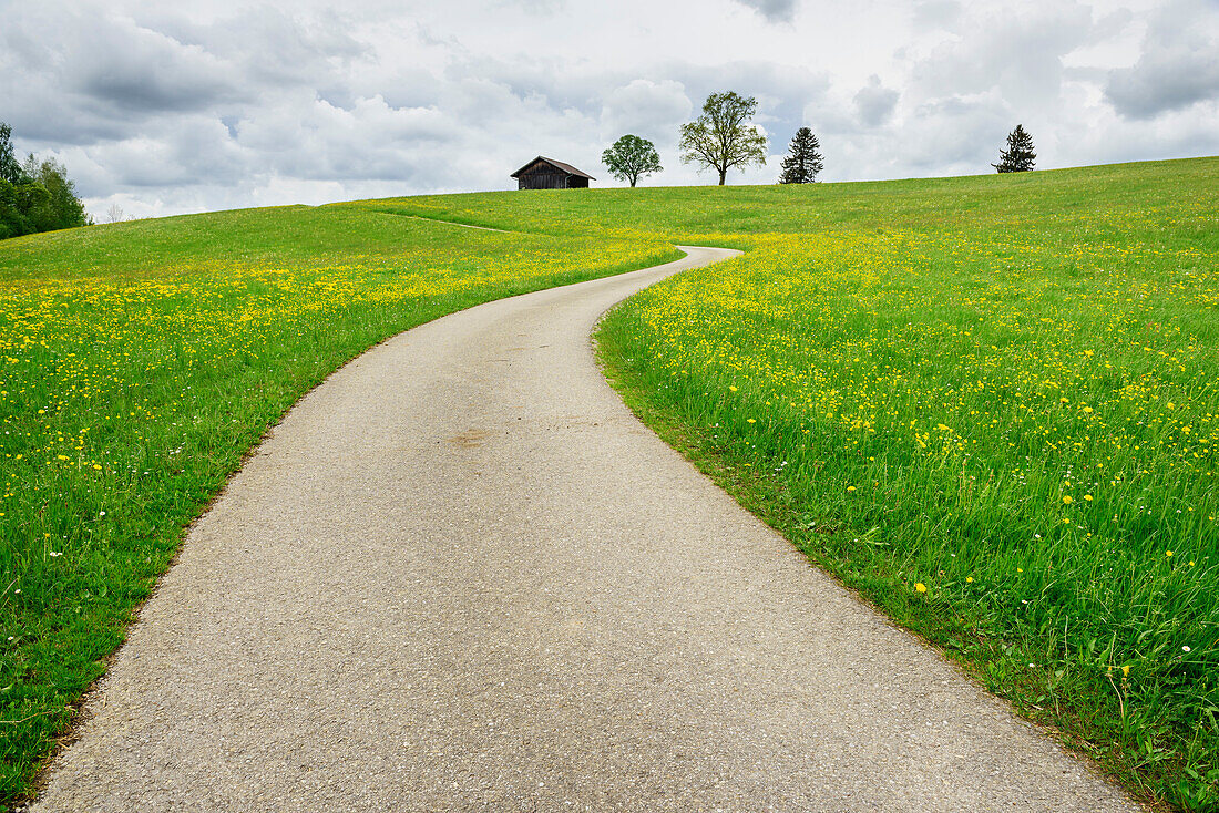 Street leading through meadow with flowers towards hay shed, Allgaeu, Swabia, Bavaria, Germany