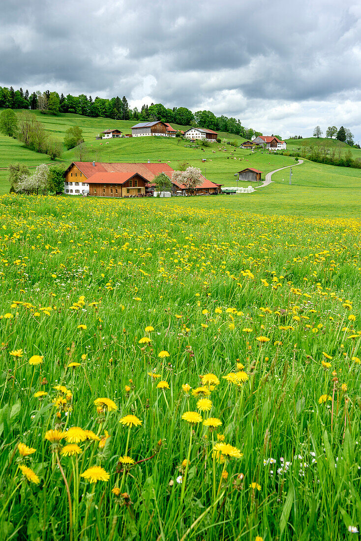 Meadow with flowers with farmhouses in background, Ammergau Alps, Allgaeu, Swabia, Bavaria, Germany