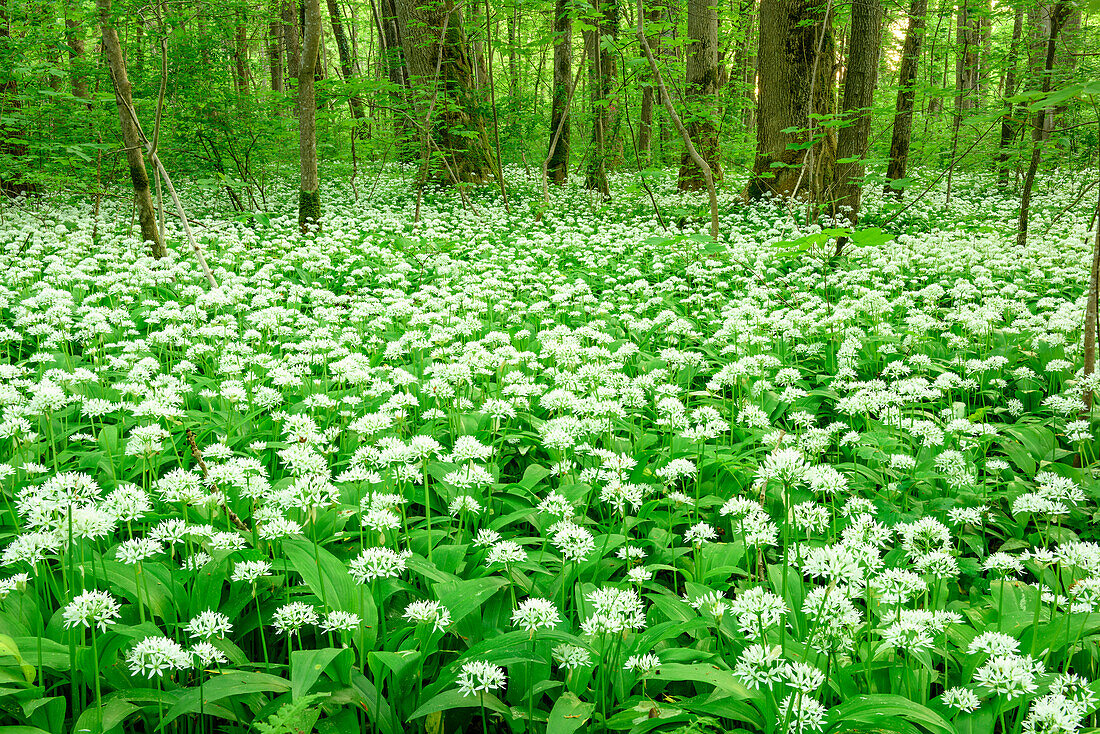 Blühender Bärlauch in Hochwald, Allium ursinum, Oberbayern, Bayern, Deutschland