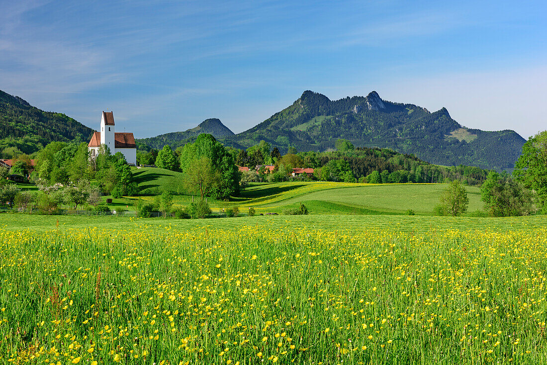 Meadow with flowers in front of Grainbach with Heuberg, Grainbach, Samerberg, Chiemgau Alps, Upper Bavaria, Bavaria, Germany