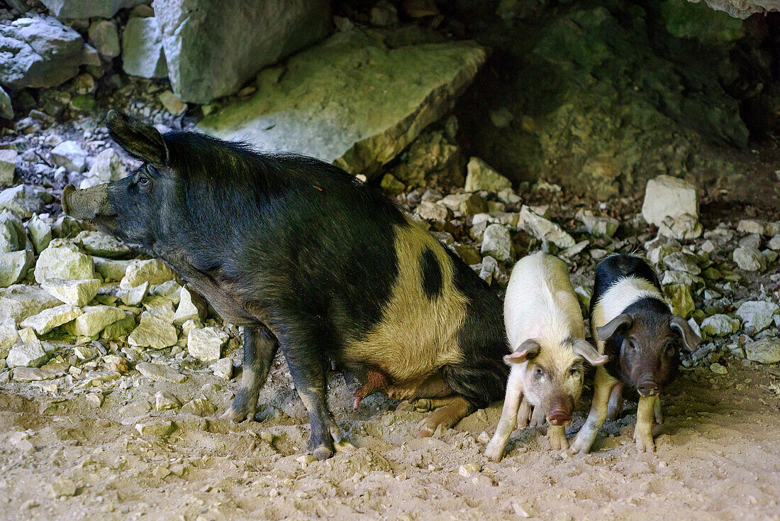 Verwildertes Schwein mit zwei Ferkel, Selvaggio Blu, Nationalpark Golfo di Orosei e del Gennargentu, Sardinien, Italien