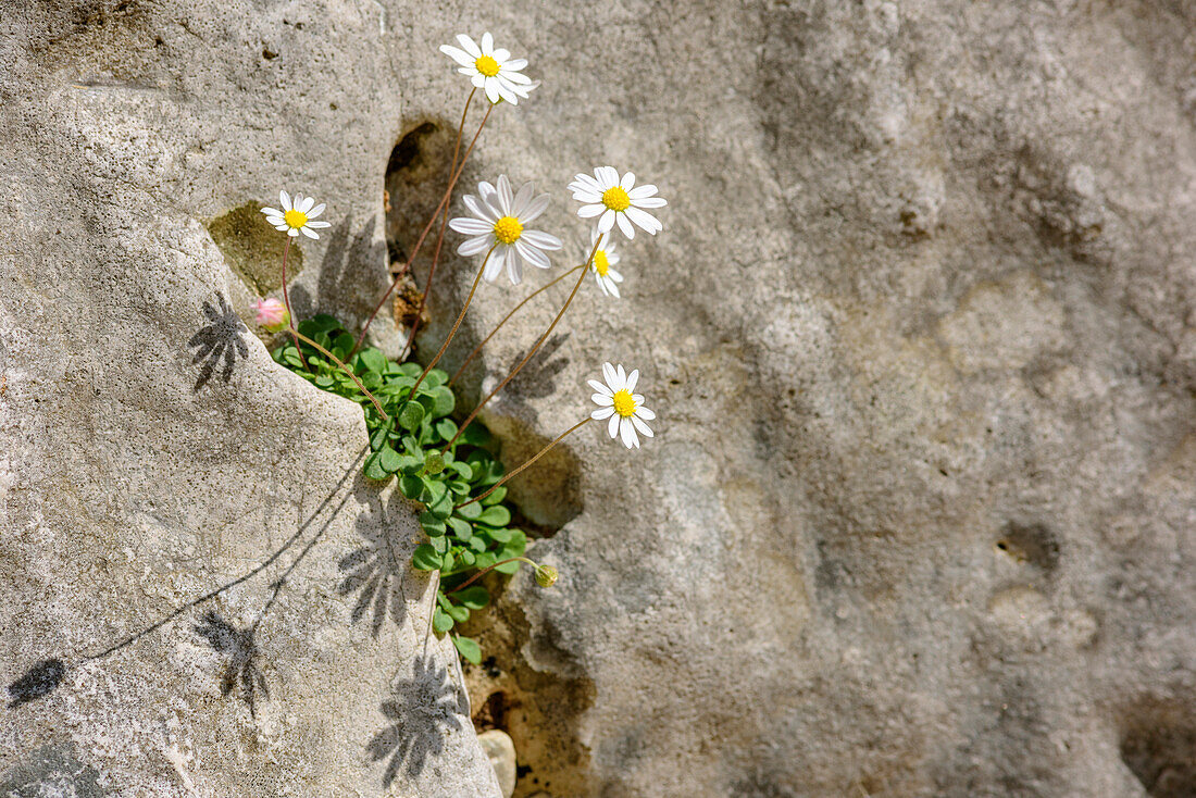 Daisy in blossom in rock crevice, Selvaggio Blu, National Park of the Bay of Orosei and Gennargentu, Sardinia, Italy