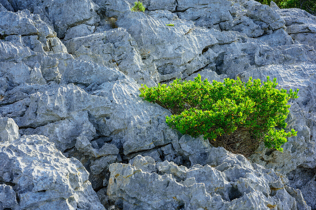 Grüner Strauch in Karstfeld, Selvaggio Blu, Nationalpark Golfo di Orosei e del Gennargentu, Sardinien, Italien