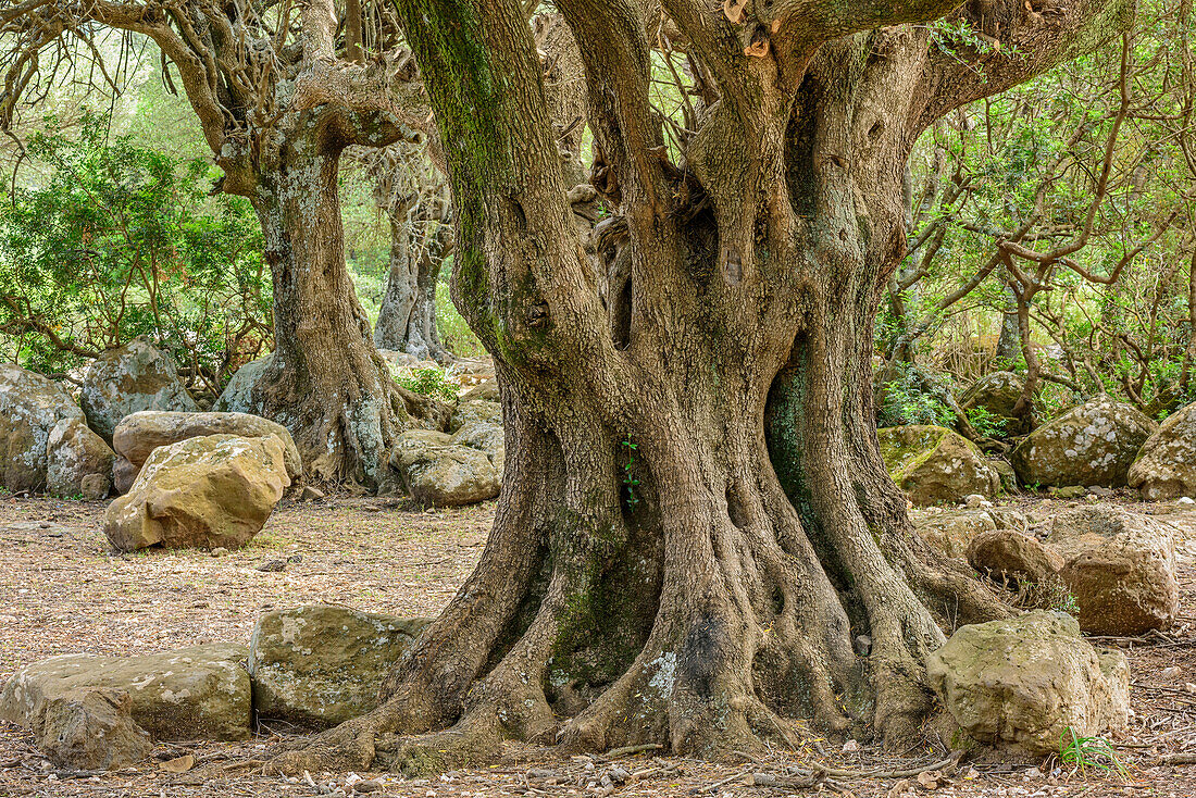 Steineiche, Nationalpark Golfo di Orosei e del Gennargentu, Sardinien, Italien