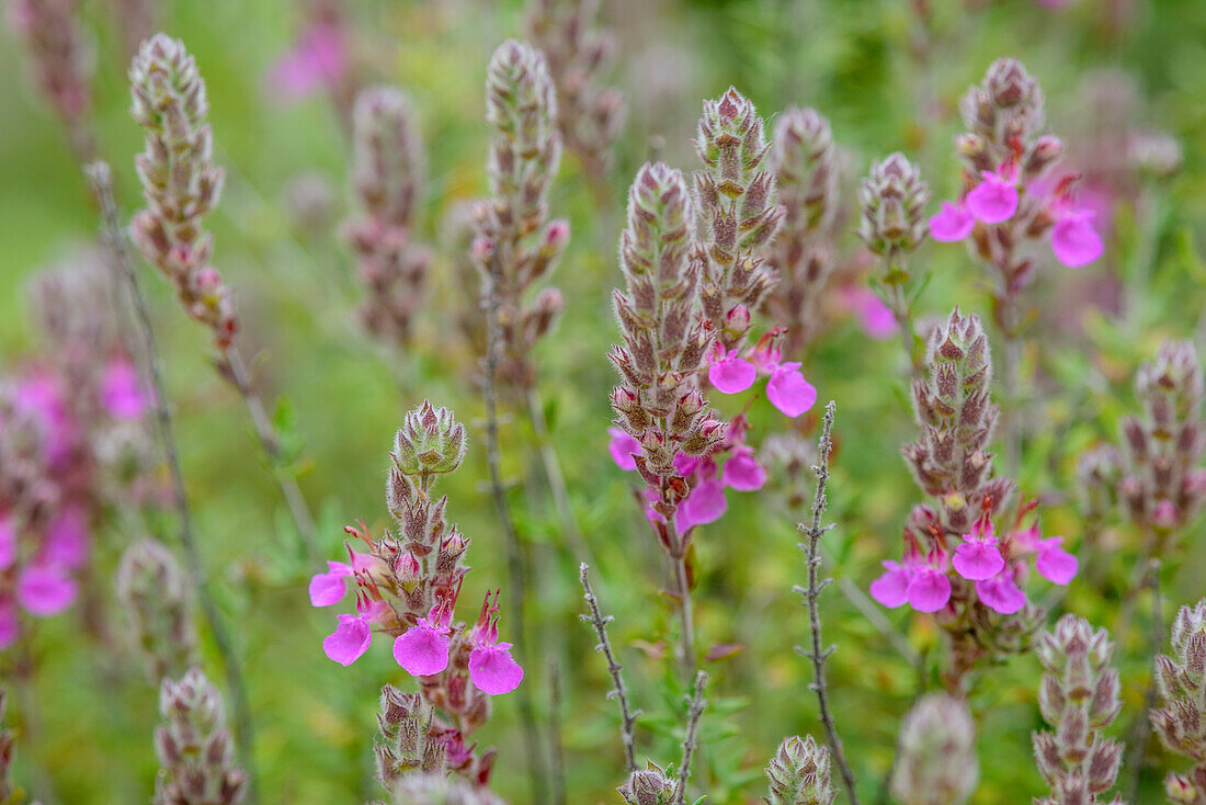 Macchia in blossom, Selvaggio Blu, National Park of the Bay of Orosei and Gennargentu, Sardinia, Italy