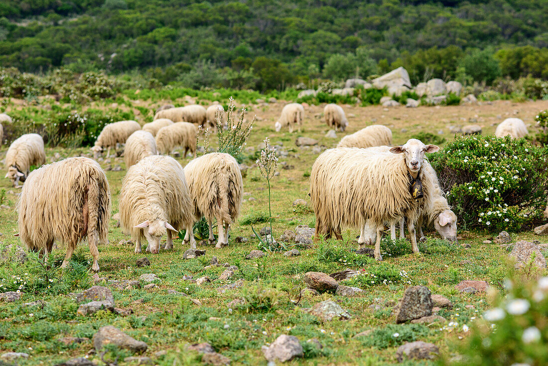 Flock of sheep, National Park of the Bay of Orosei and Gennargentu, Sardinia, Italy