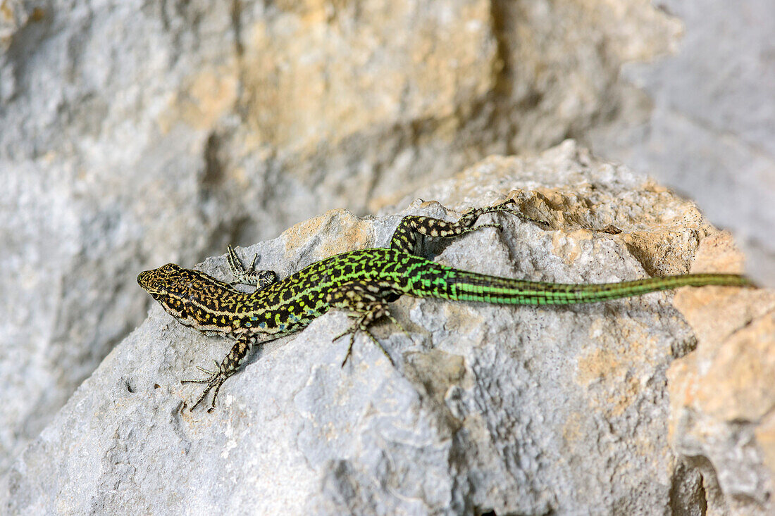 Tyrrhenian wall lizard, Podarcis tiliguerta, Selvaggio Blu, National Park of the Bay of Orosei and Gennargentu, Sardinia, Italy