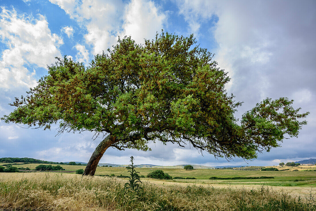 Askew growing cork tree, Sardinia, Italy