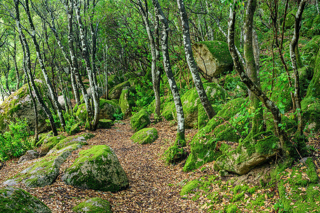 Path leading through forest, Sardinia, Italy