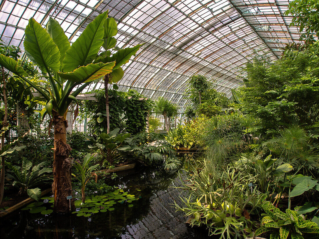 France, Paris, Jardin d'Auteuil, interior of a tropical greenhouse