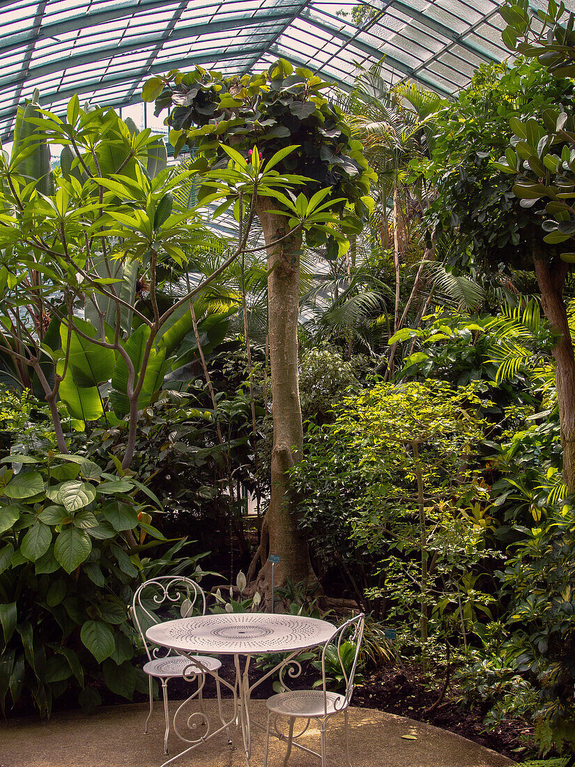 France, Paris, Jardin d'Auteuil, interior of the greenhouse, tropical plants, table and chairs