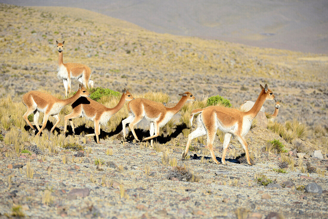 Group of vicugnas in Peru,South America. The vicugna is one of two wild South American camelids which live in the high alpine areas of the Andes.