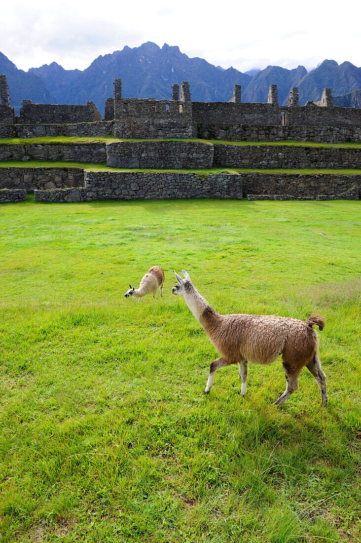 Llamas at the Inca ruins of Machu Picchu in Peru,South America
