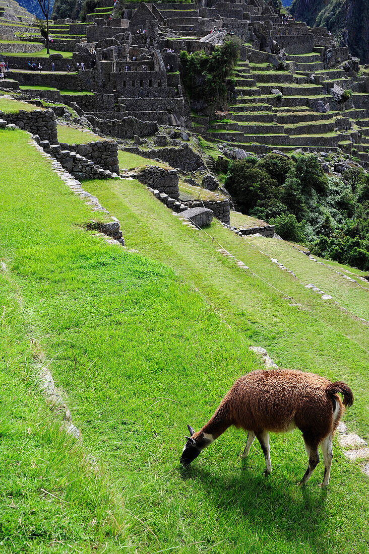 Llama at the Inca ruins of Machu Picchu in Peru,South America