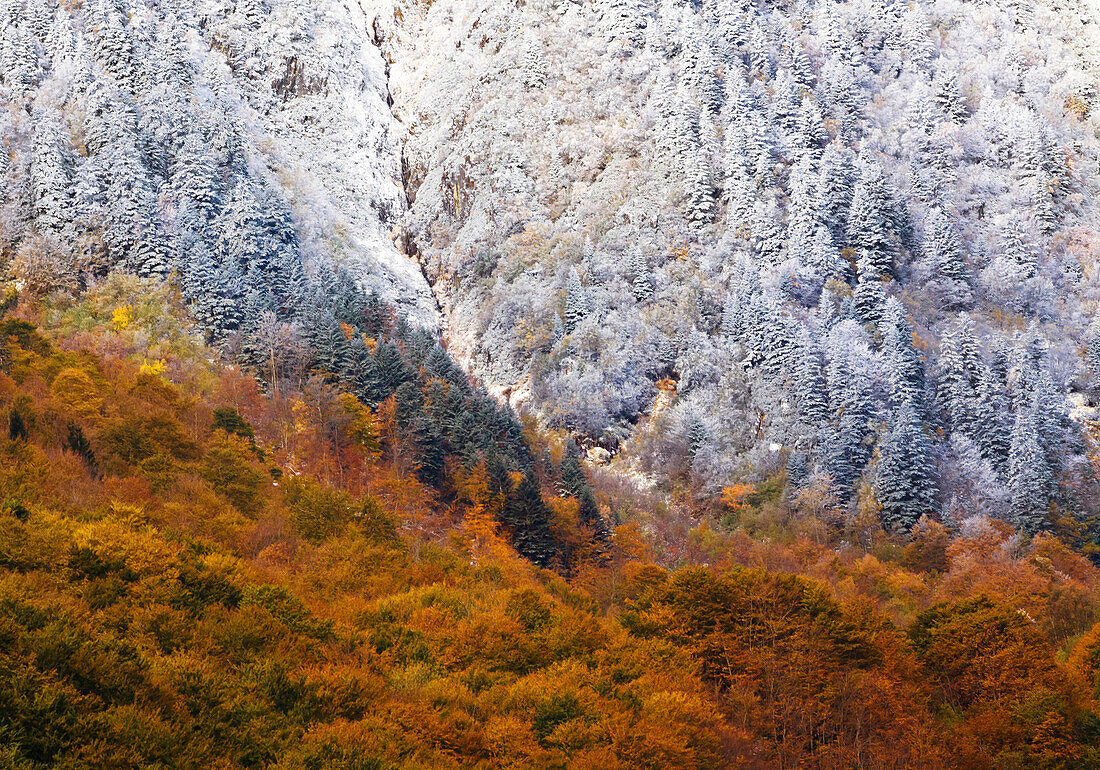 France, Aquitaine, Pyrenees Atlantiques, Transition between autumn and winter colors on the slopes of the mountain