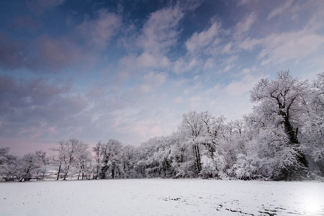 France, Aquitaine, Pyrenees, Atlantiques, Trees along snow covered field in the evening